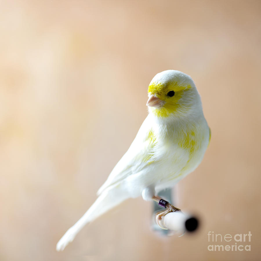 Feather Photograph - Canary Bird Sitting On A Twig by Pieropoma Feather Photograph - Canary Bird Sitting On A Twig by Pieropoma