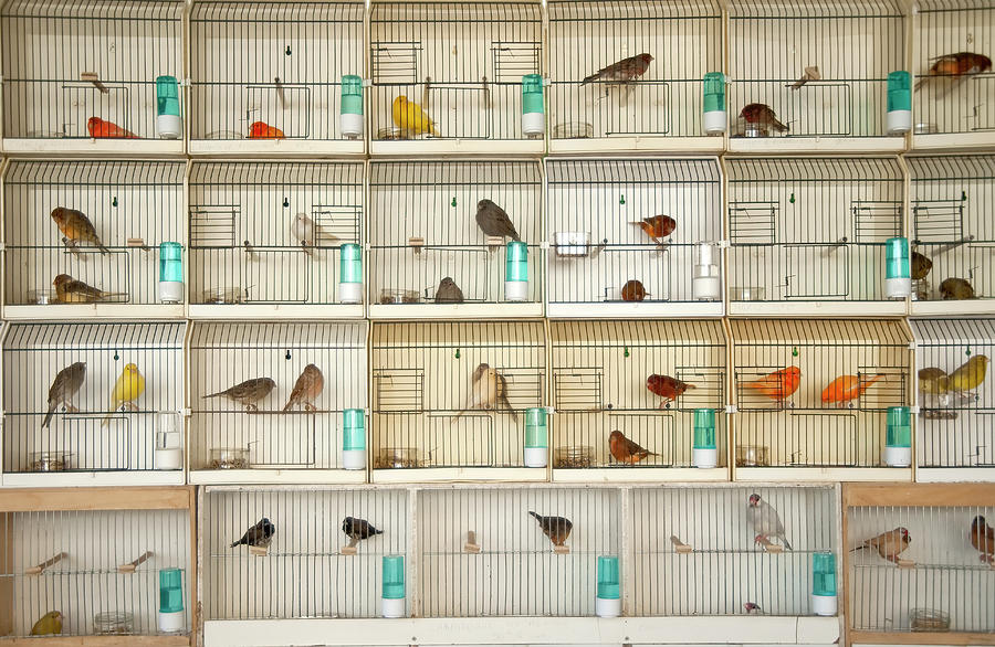 Canary Birds Photograph by Carlo A