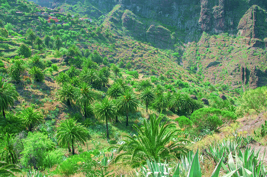 Canary date palms in Masca by Sun Travels Canary date palms in Masca by Sun Travels