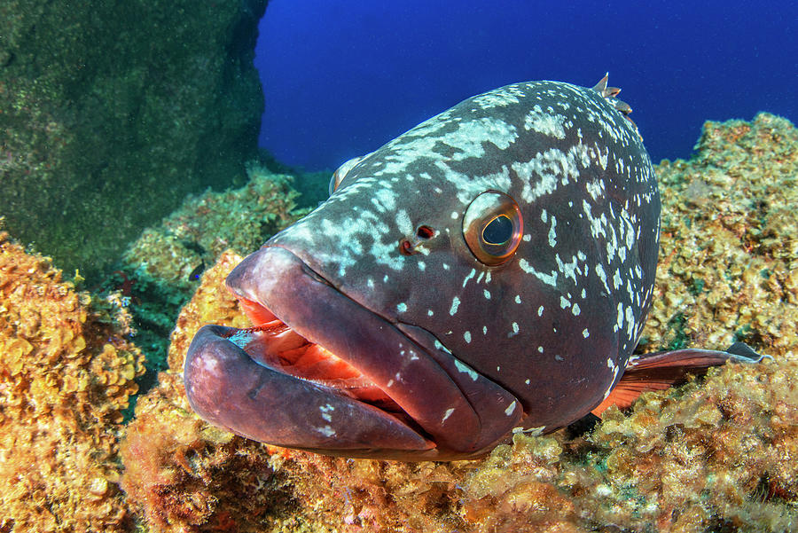 Canary Fish In Reef. El Hierro, Canary Islands Photograph by Sergio ...