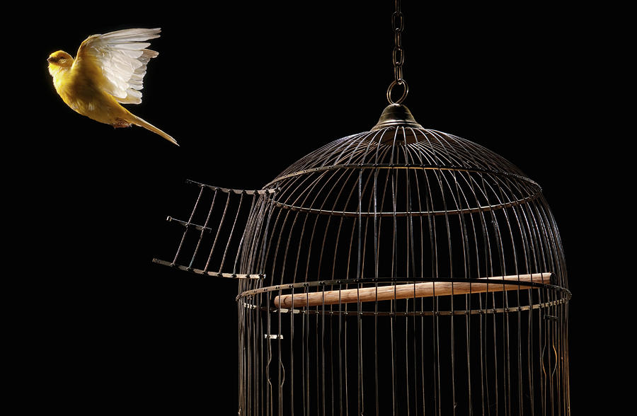 Canary Flying Out Of Cage Photograph By Pm Images