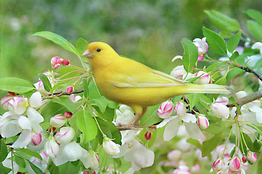 Canary On Cherry Tree Photograph by Isabela and Skender Cocoli