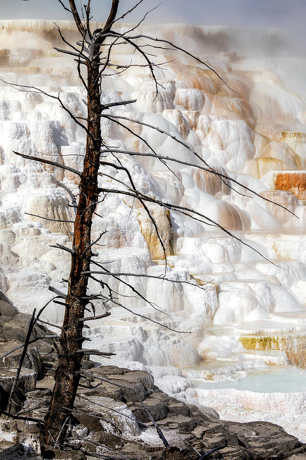 Canary Spring - Yellowstone National Park Photograph by Stephen Stookey