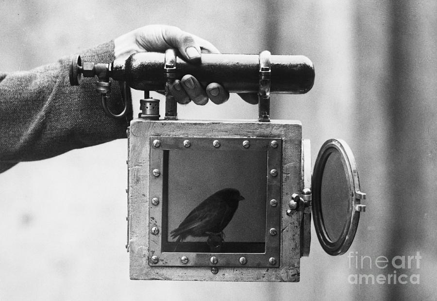 Canary Used For Detecting Gas In Mines Photograph by Bettmann