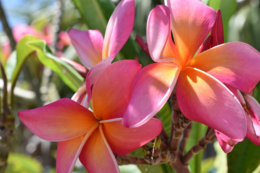 Cancun Pink Plumeria Flower Photograph by JT Gerosky - Fine Art America