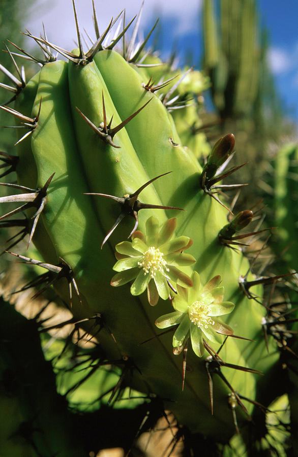 Candelabra Cactus Cochal, La Paz, Baja Photograph by John Elk Iii