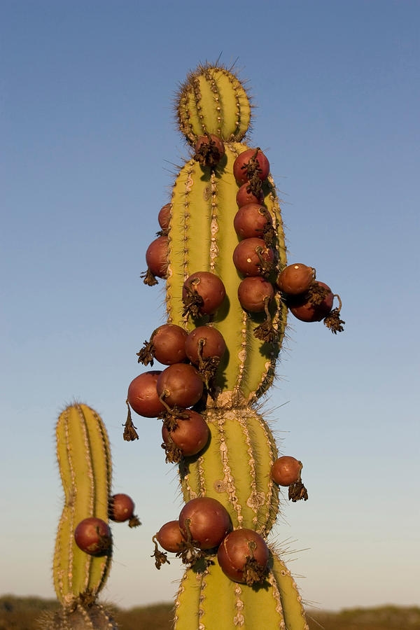 Candelabra Cactus Photograph by David Hosking