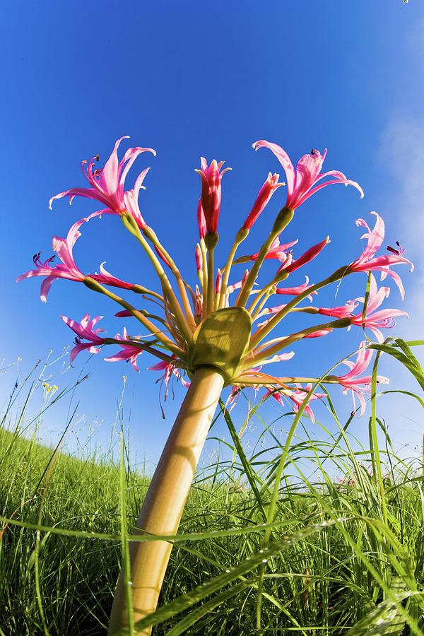 Candelabra Flower (brunsvigia Photograph by Roger De La Harpe Candelabra Flower (brunsvigia Photograph by Roger De La Harpe