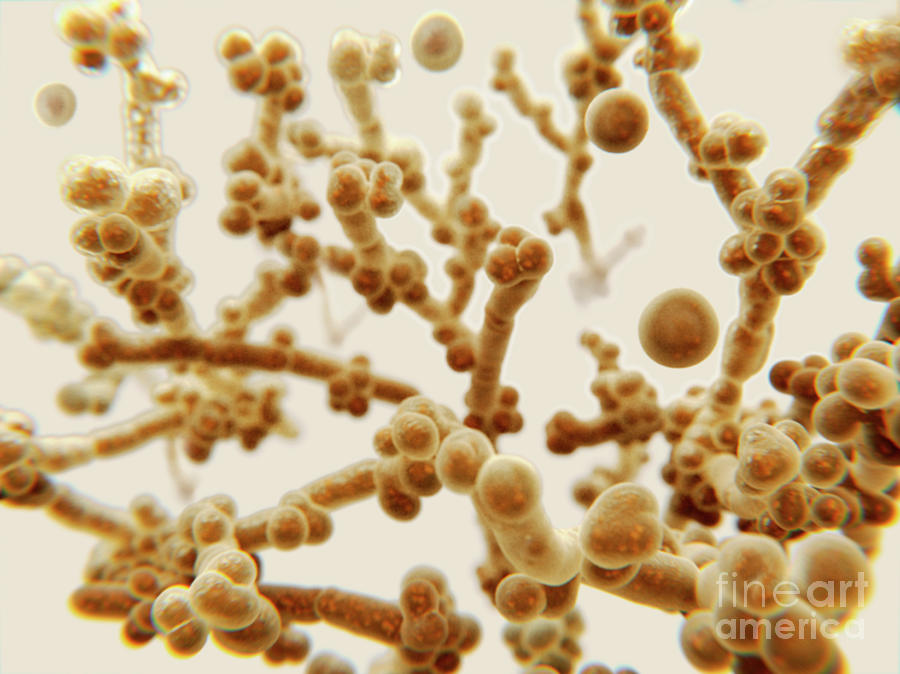 Candida Auris Yeast Photograph By Juan Gaertner/science Photo Library