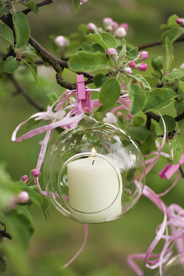 Candle In Glass Sphere Hung From Flowering Cherry Tree Photograph by Alicja Koll