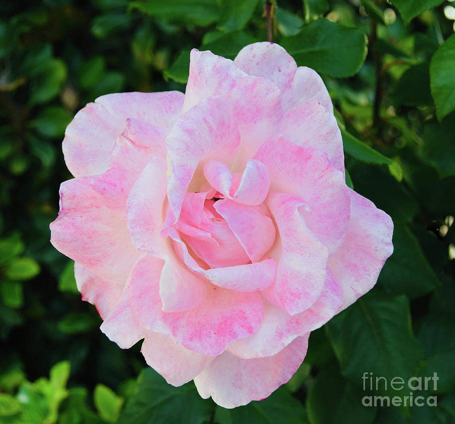 Candy Floss Rose Flower Photograph by Abigail Diane Photography