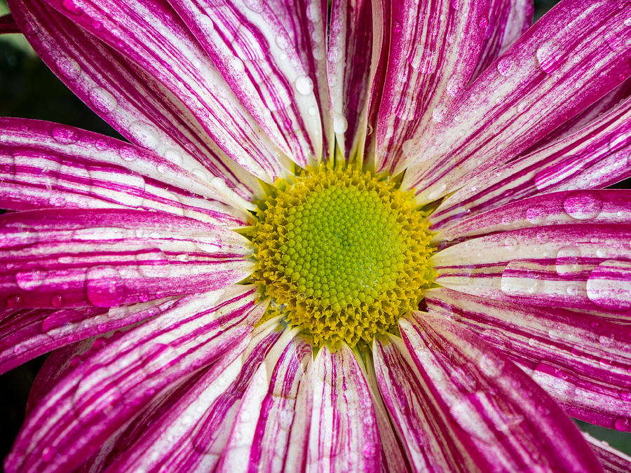 Candy Striped Chrysanthemum   Photograph by L Bosco
