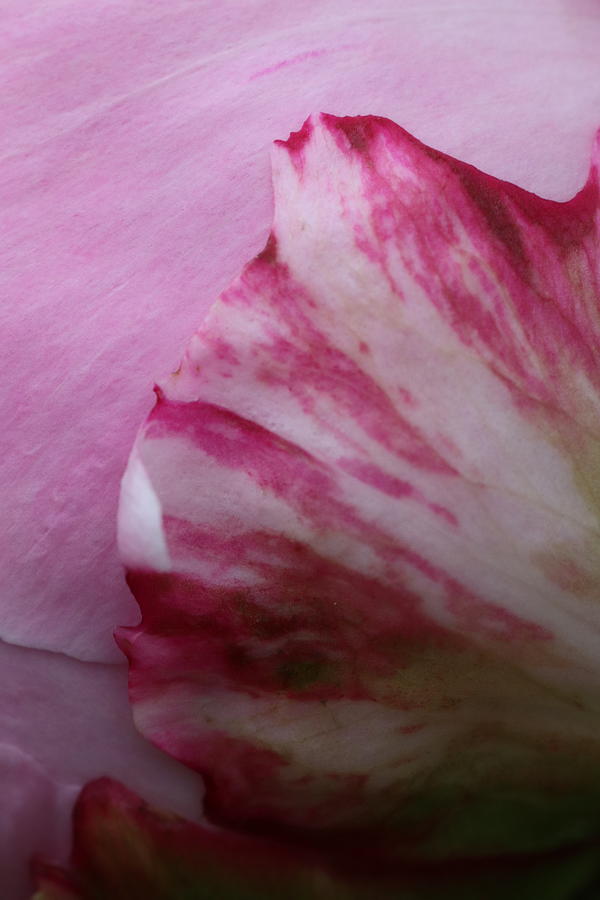 Candy Striped Pink Peony Bud by TJ Fox Candy Striped Pink Peony Bud by TJ Fox