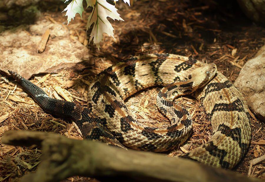 Canebrake Rattlesnake by Chris Flees Canebrake Rattlesnake by Chris Flees