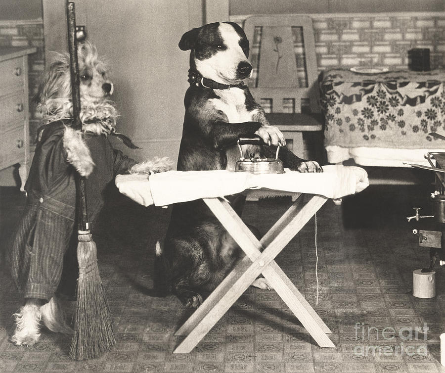 1920s Photograph - Canine Chores by Everett Collection 1920s Photograph - Canine Chores by Everett Collection