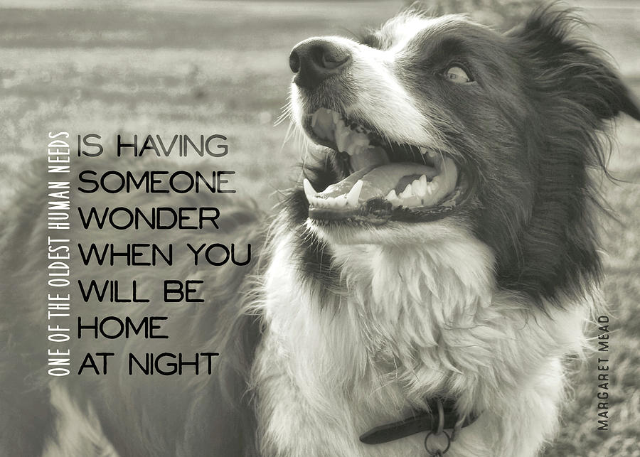 CANINE GRIN quote Photograph by JAMART Photography