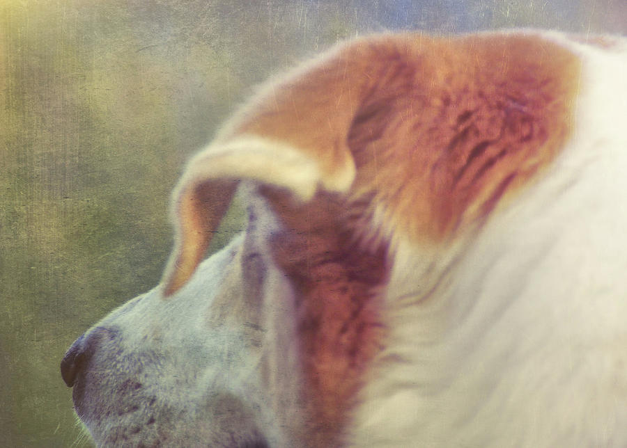 Dog Photograph - Canine Salvation by JAMART Photography