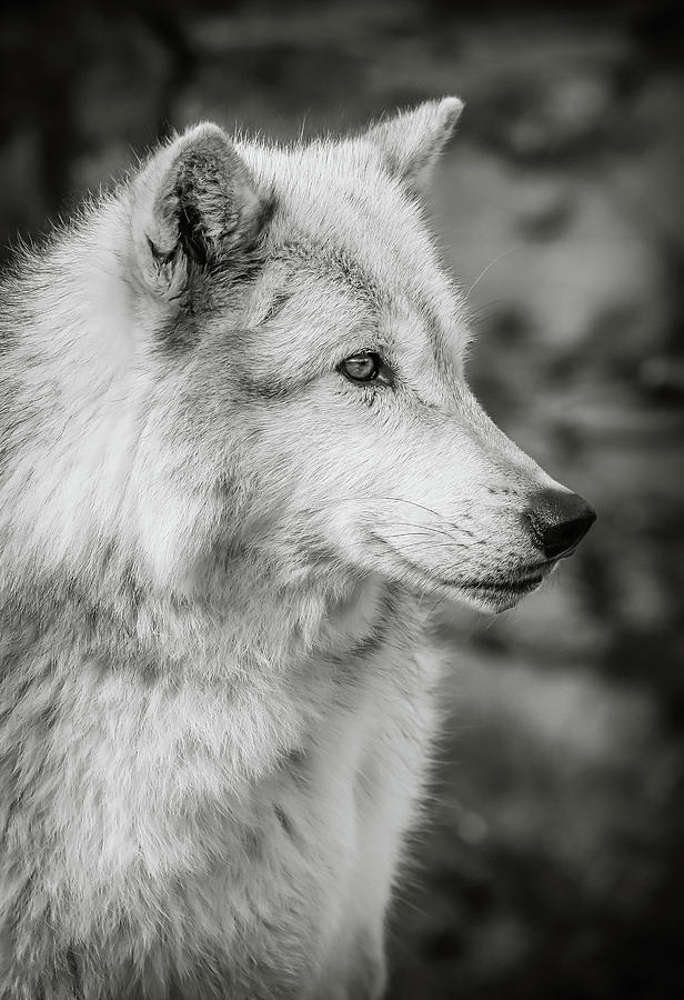 Canine Wolf Portrait BW Photograph by Athena Mckinzie | Fine Art America