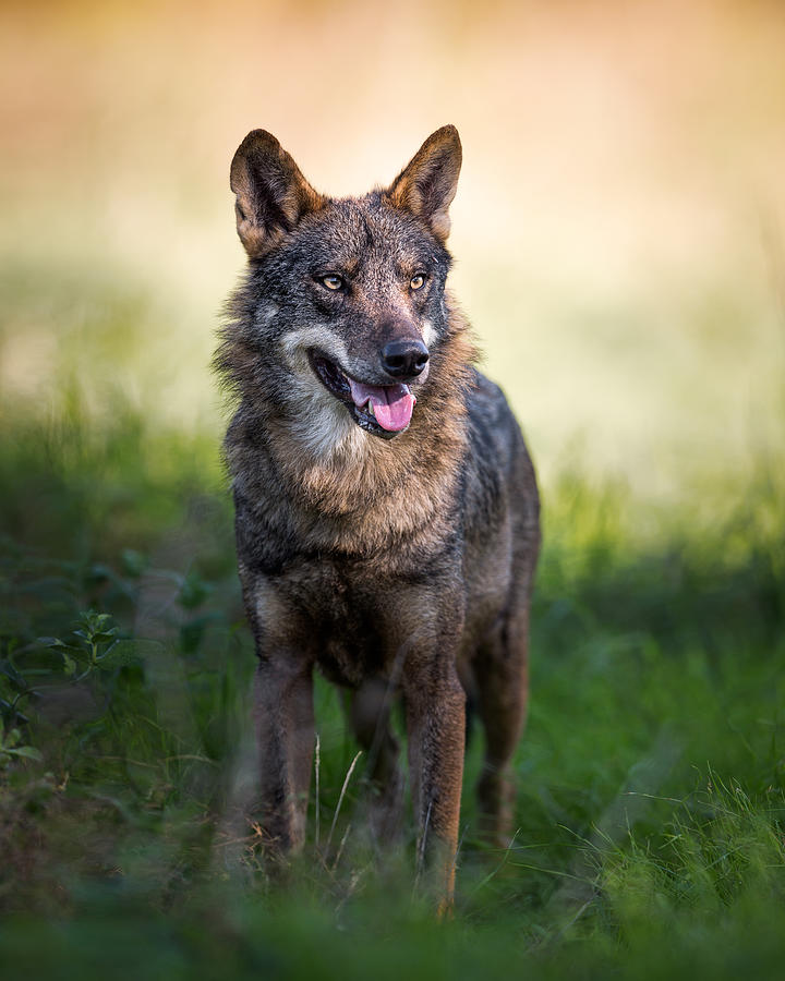Animal Photograph - Canis Lupus Signatus by Fegari