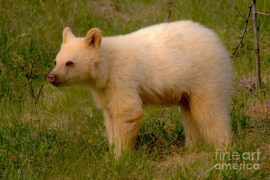 Canmore White Black Bear Cub Photograph by Adam Jewell