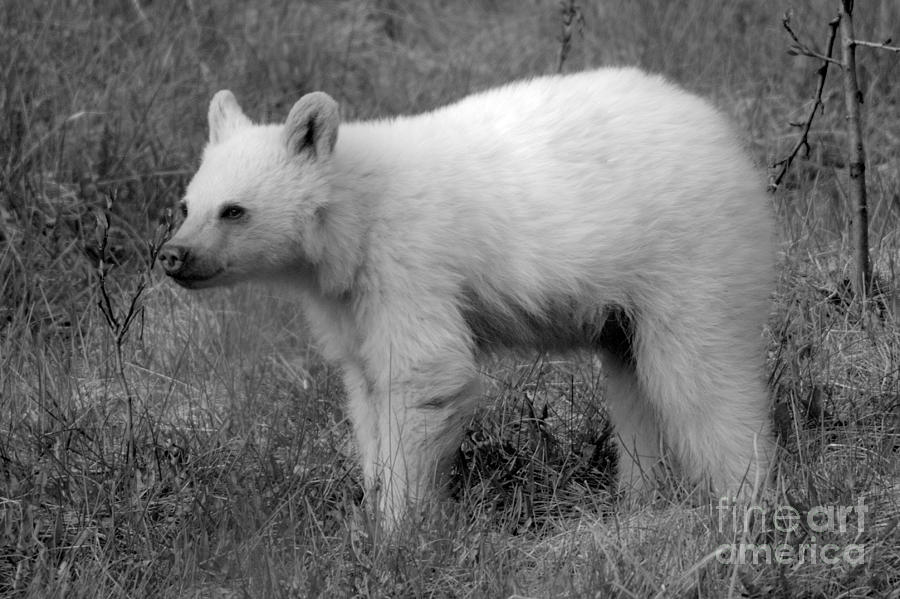 Canmore White Black Bear Cub Black And White Photograph by Adam Jewell