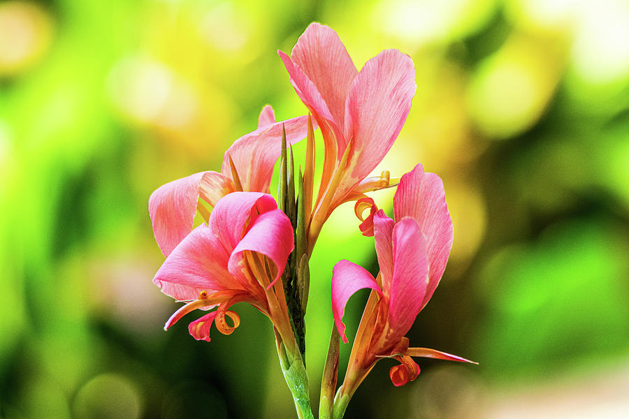 Flower Photograph - Canna Beauty by Mary Ann Artz