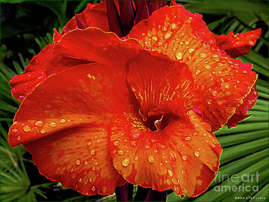 Canna Lily Closeup Photograph by Mona Stut
