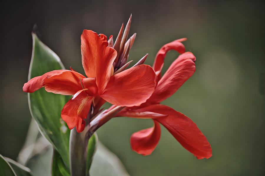 Canna Lily Flower Photograph by Gaby Ethington