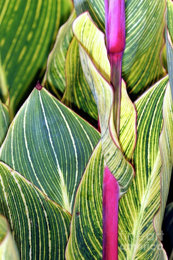 Nature Photograph - Canna Lily Foliage by Dr Keith Wheeler/science Photo Library
