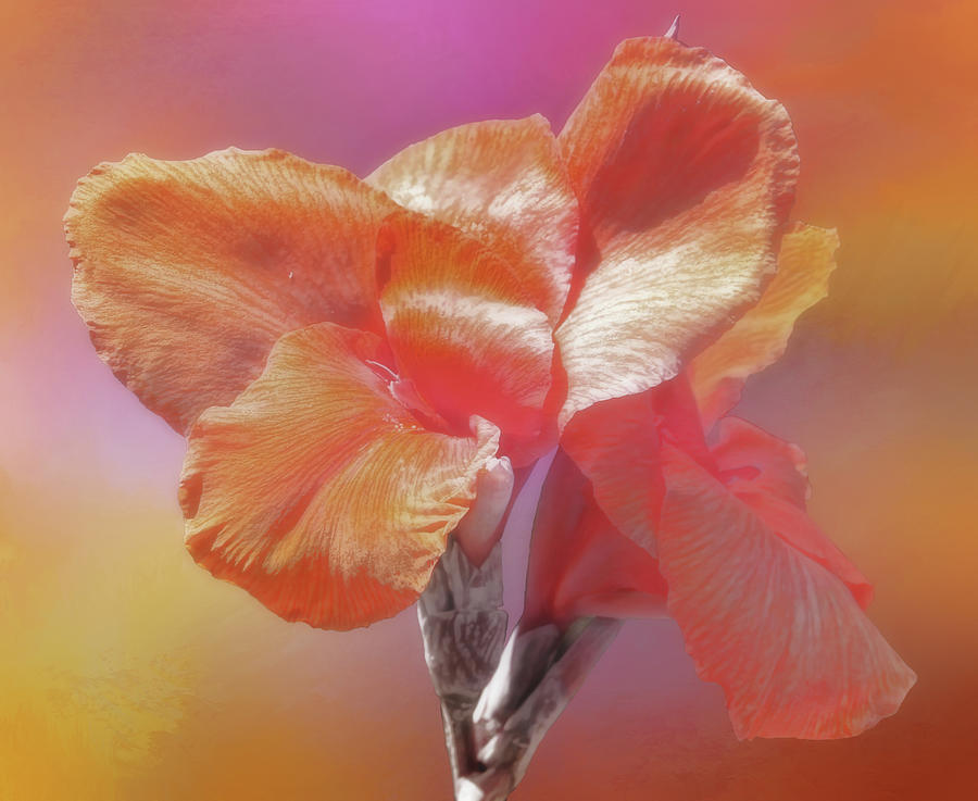 Canna Lily Photograph by HH Photography of Florida