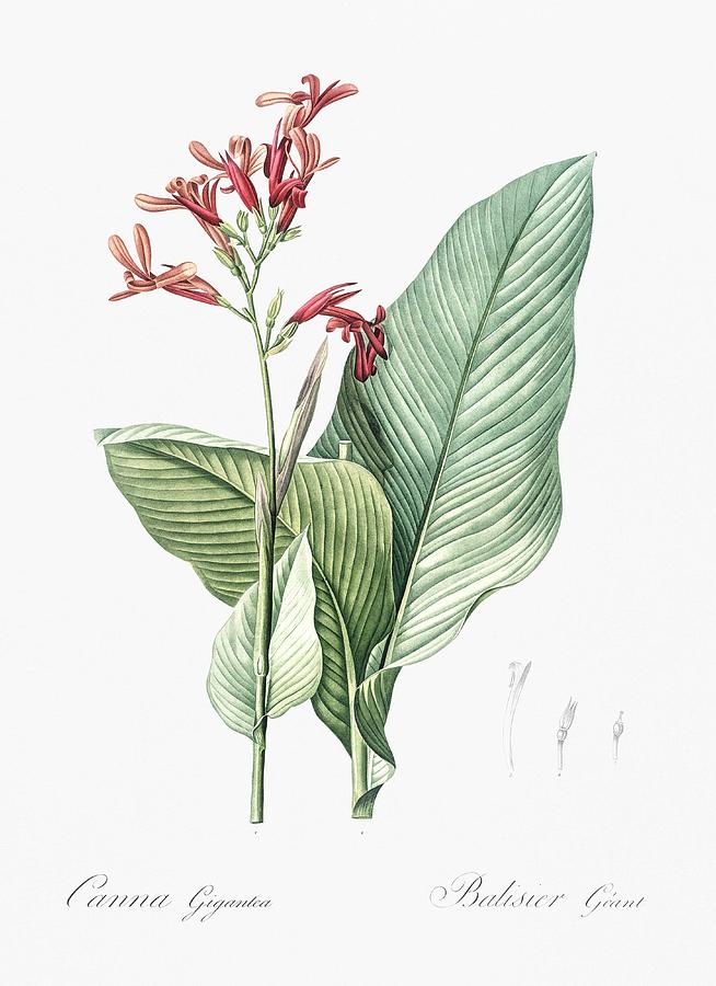Spring Painting - Canna lily illustration from Les liliacees 1805 by Pierre Joseph Redoute 1759-1840 by Celestial Images