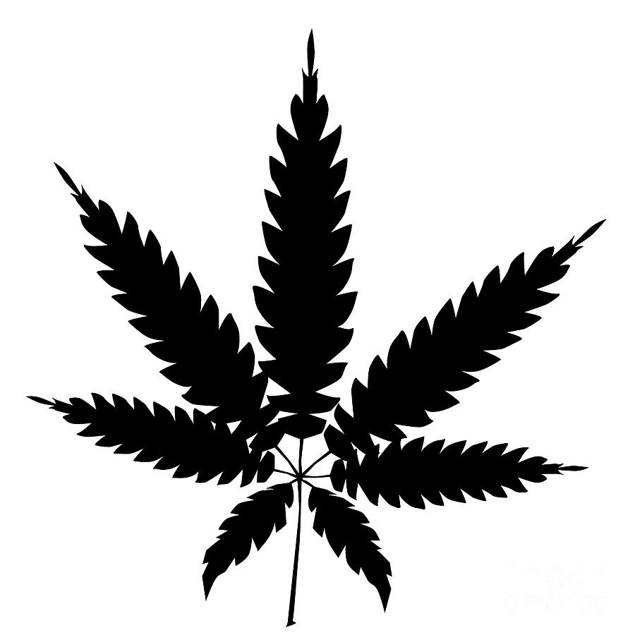 Cannabis Leaf Silhouette Digital Art by Bigalbaloo Stock - Pixels