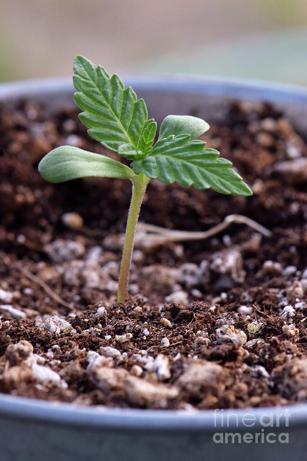 Sprouting Weed Plant