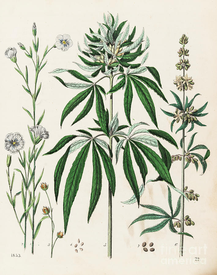 Flowers Still Life Digital Art - Cannabis Plant Illustration 1853 by Thepalmer