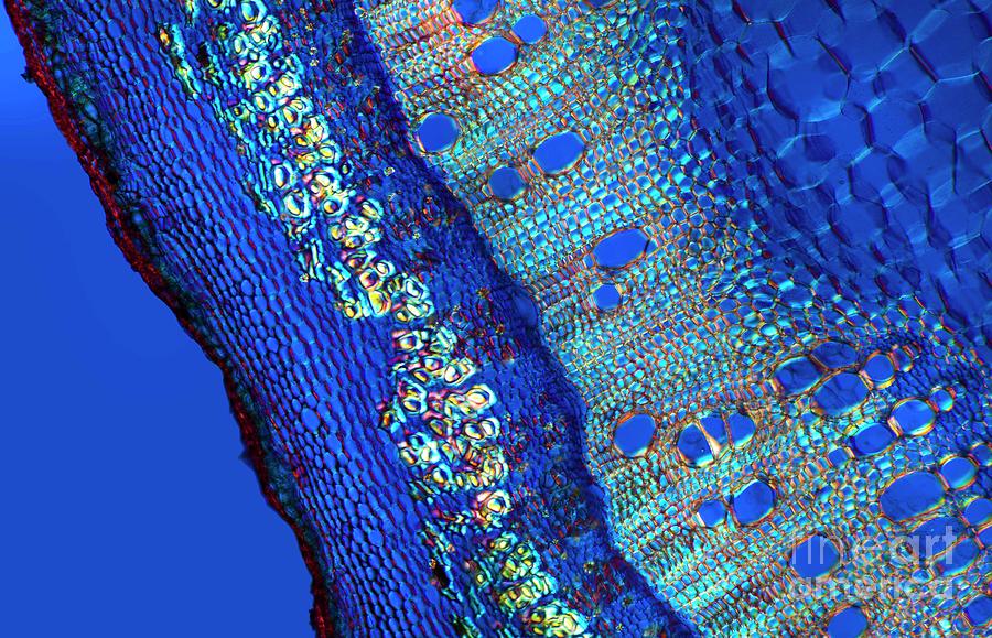 Cannabis Plant Stem Photograph by Dr Keith Wheeler/science Photo Library