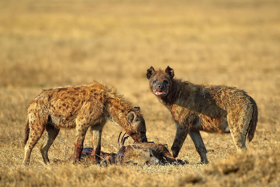 Wildlife Photograph - Cannibalism by Nicols Merino