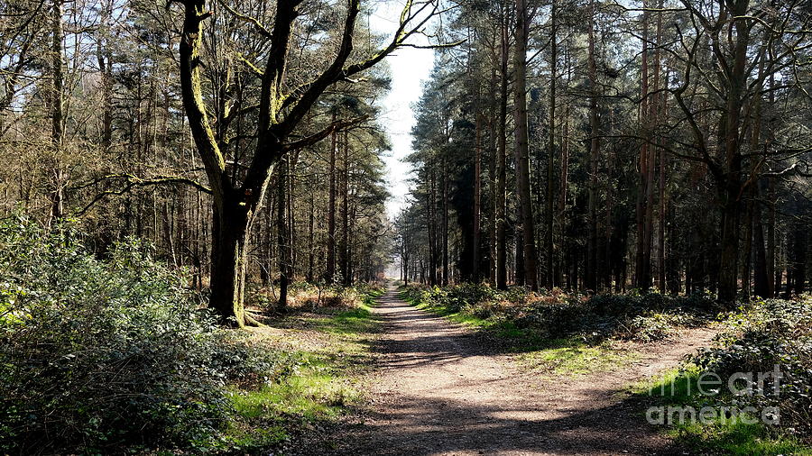 Cannock Chase Glade Photograph