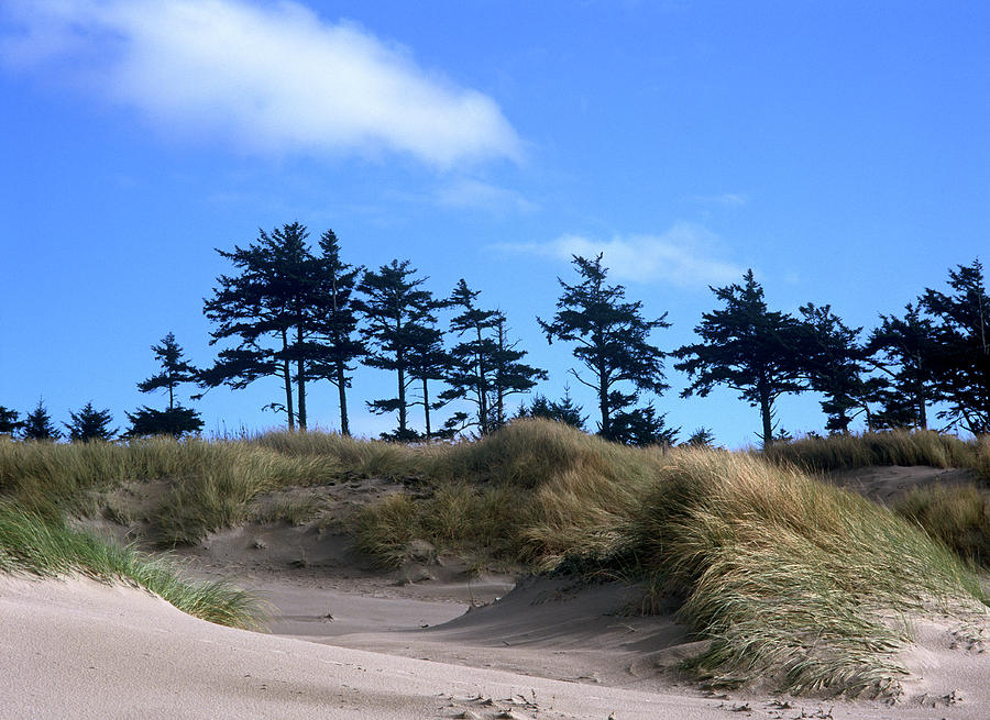 Cannon Beach Sand Dunes Photograph by Craig Brewer | Fine Art America