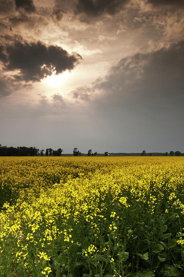 Canola farm, Ontario Photograph by Nigel Hart - Fine Art America