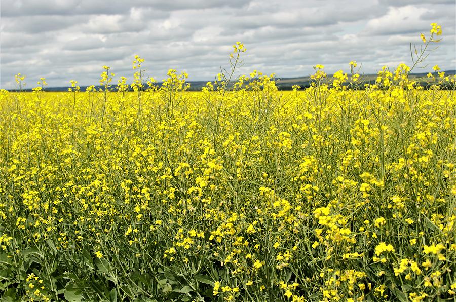 Canola Field in Bloom Photograph by Elbert Shackelford - Pixels