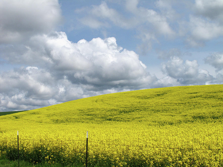Canola Field In Full Bloom Photograph by Photos By By Deb Alperin