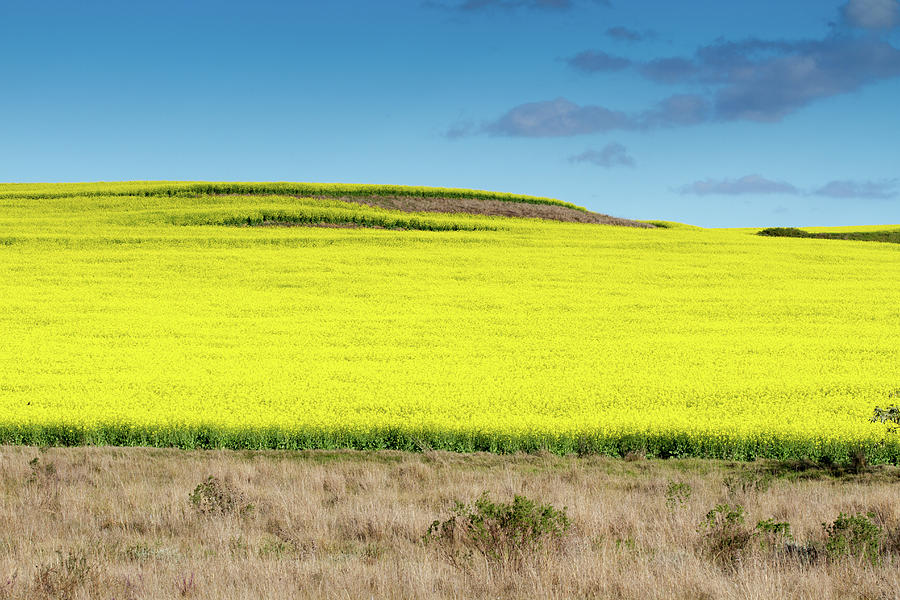 Canola Field Photograph by Mark September - Fine Art America