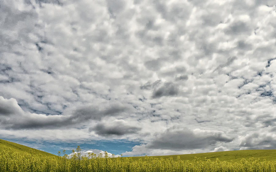 Canola Under Clouds Photograph by Peggy Blackwell