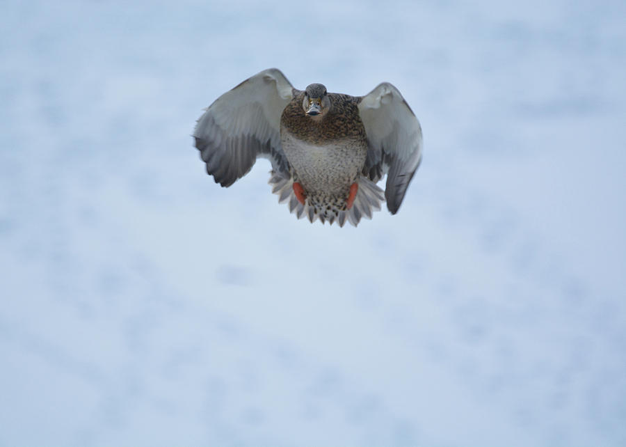 Canonball- Female Mallard Duck Photograph by David Porteus