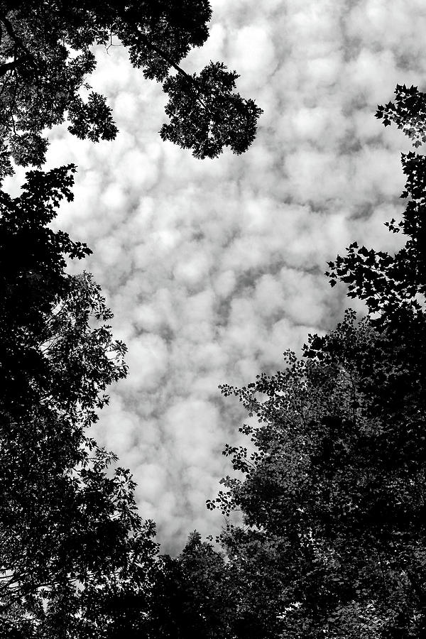 Canopy and Clouds 3 BW 083119 Photograph by Mary Bedy