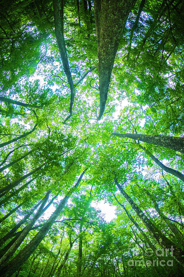 Canopy Coverd by Spade Photo Canopy Coverd by Spade Photo