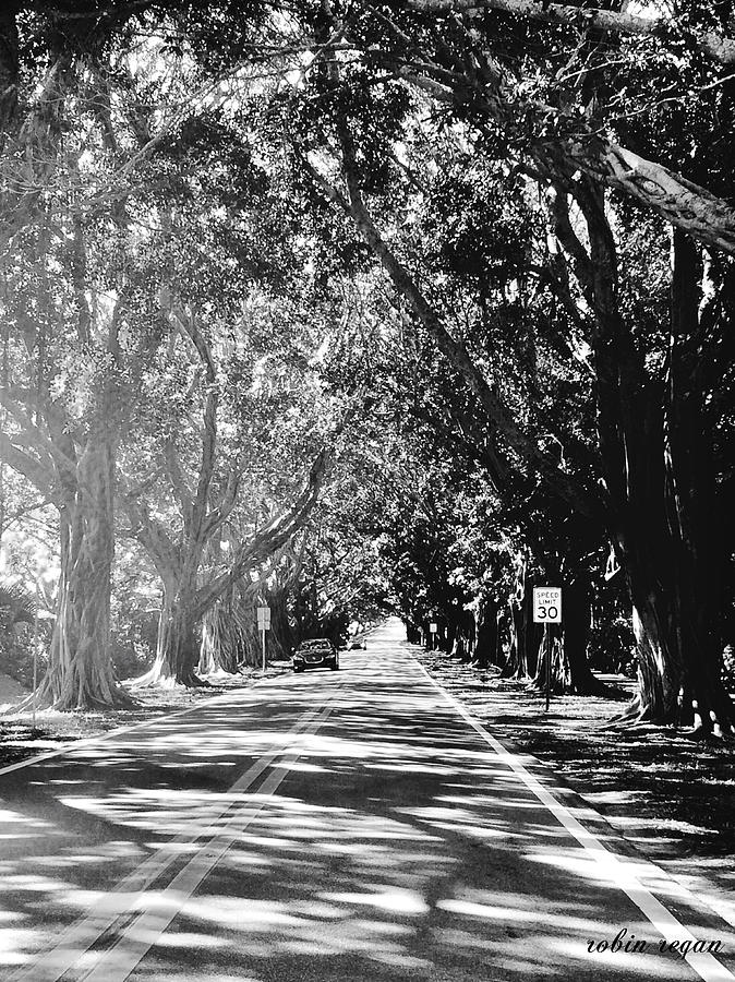 Canopy of Banyan Trees. by Robin Regan Canopy of Banyan Trees. by Robin Regan