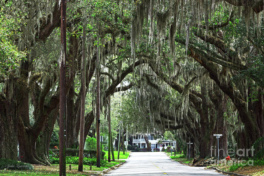 Canopy Road by John Zawacki Canopy Road by John Zawacki