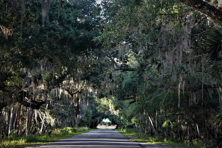 Canopy Road Photograph by Linda Grimm - Fine Art America