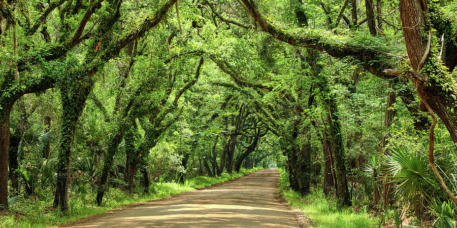 Canopy Road Panorama Iii Photograph By James Mcloughlin - Pixels